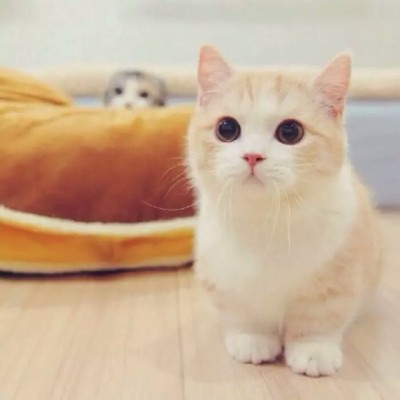适合微信头像的猫咪图片 可爱 1