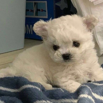 小狗头像可爱 1