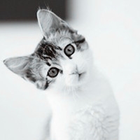 卡通头像图片大全可爱猫 5