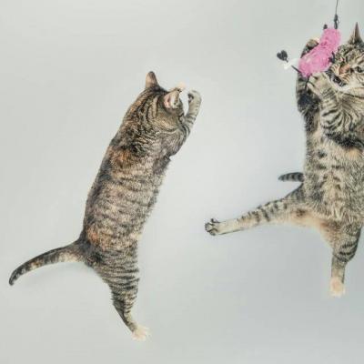 猫咪头像图片微信头像 5