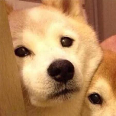 动物头像搞笑的 8