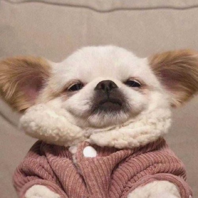 头像狗狗搞怪
