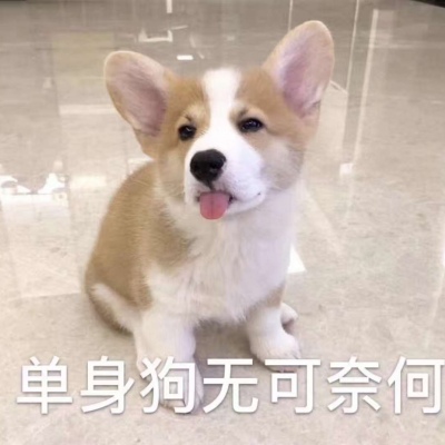 单身狗头像搞笑 5