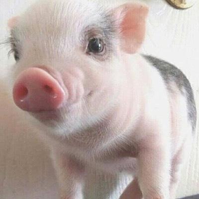小猪头像可爱 7