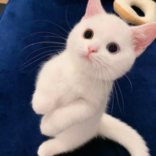 小猫可爱头像 2