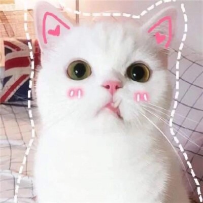 超可爱猫咪头像高清 6
