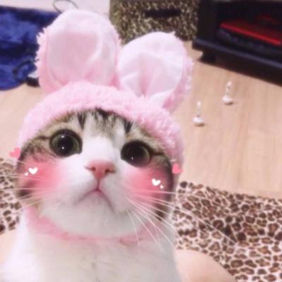 搞笑猫咪头像 4