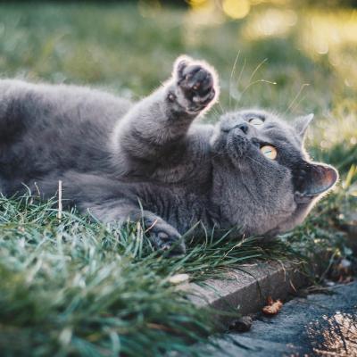 适合微信头像的猫咪图片 可爱 5