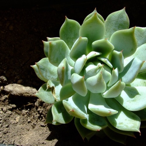 植物头像图片大全2023 3
