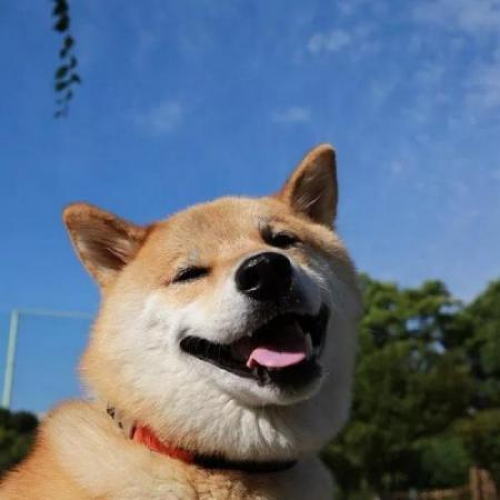 沙雕头像智障狗 2