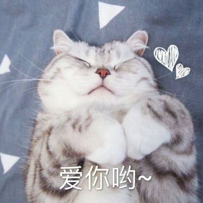 搞怪头像猫咪高清图片 1