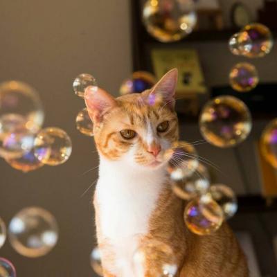 小猫钓鱼头像 1