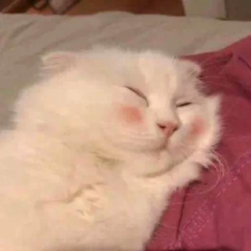 汤姆猫正常经典头像 2