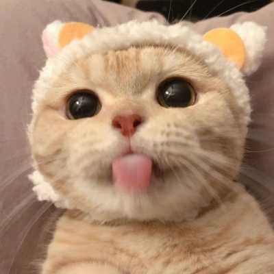 超可爱猫咪头像高清