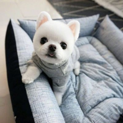 好看的微信头像动物 9
