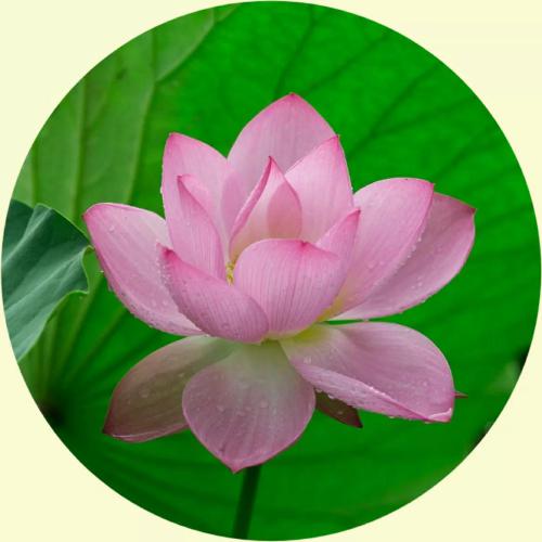 美丽的头像图片大全 7