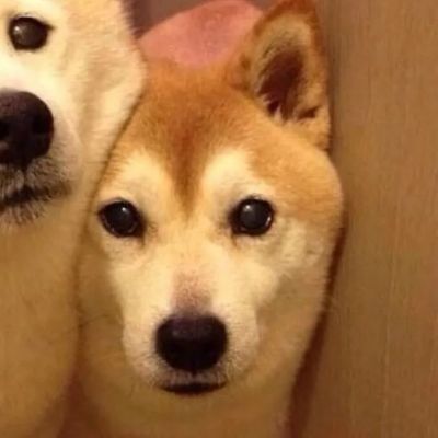动物动漫头像图片大全 7