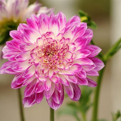 菊花微信头像图片大全唯美 2