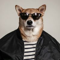 刘耀文同款头像柴犬 5