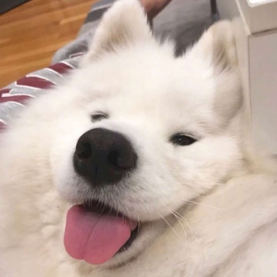 小狗头像可爱 2