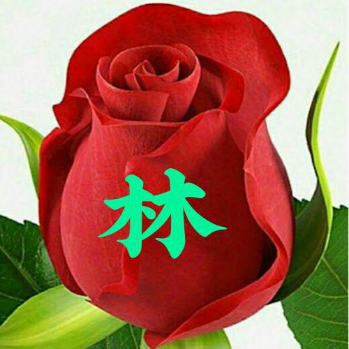 2023新款头像花朵女生好运 5