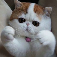猫咪卡通头像 9