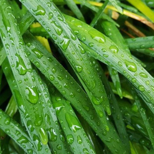 微信头像植物大战僵尸 6
