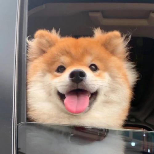 耀阳头像柴犬 6