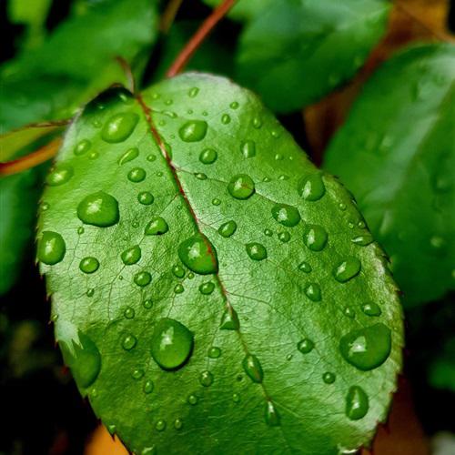 微信植物头像图片大全 绿色 1