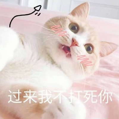 搞怪头像猫咪高清图片 2
