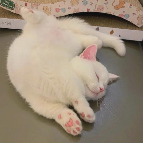 可爱头像小猫