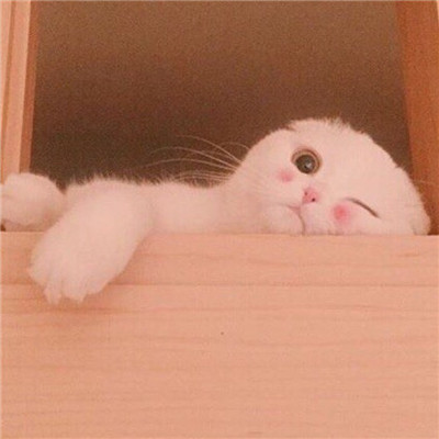 小猫钓鱼头像 3