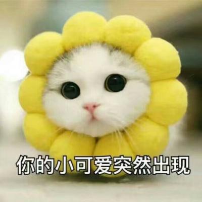 搞笑猫咪头像