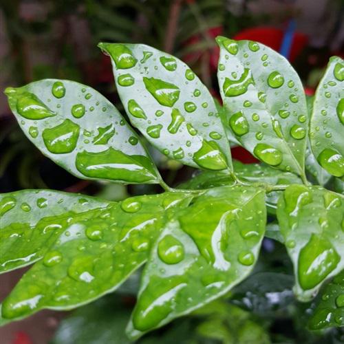 微信植物头像图片大全 绿色 2