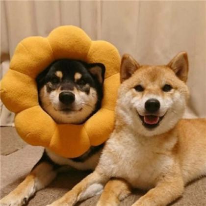 虎牙耀扬头像小狗 5
