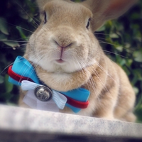 顾飞同款头像小兔子 2