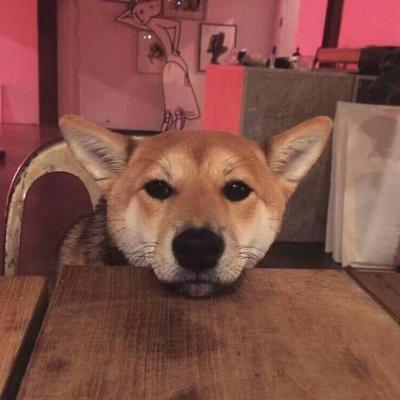 猫猫头像大全可爱 1