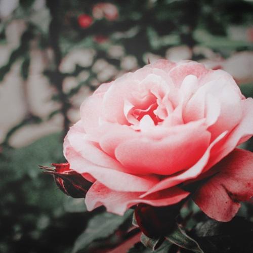 玫瑰花头像图片