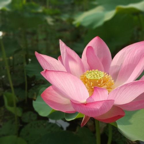 微信头像幸运草 6