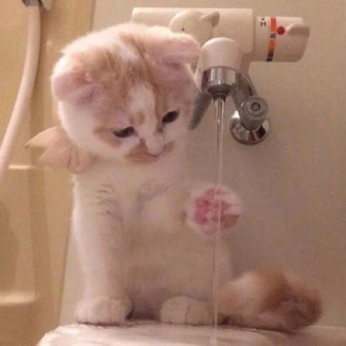 小猫钓鱼头像 5