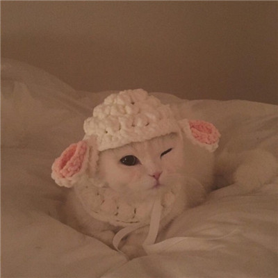 可爱的小猫咪头像 7
