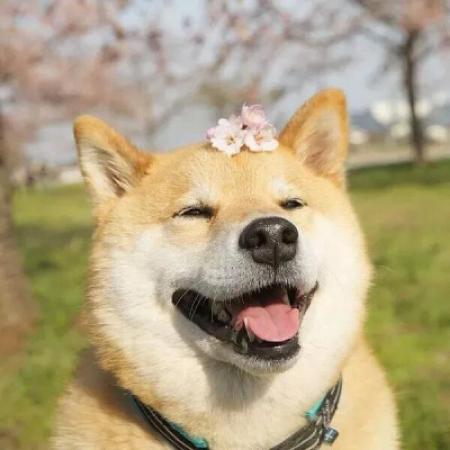 狗的沙雕头像图片