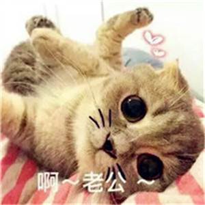 宠物狗头像