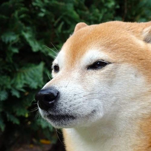秋田犬头像 6