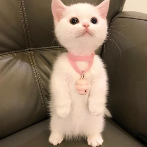 小猫可爱头像 4