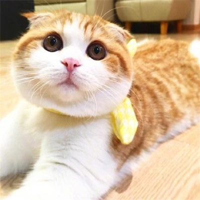 猫咪头像男生用 2