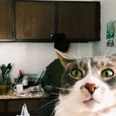 猫咪自拍头像图片 3