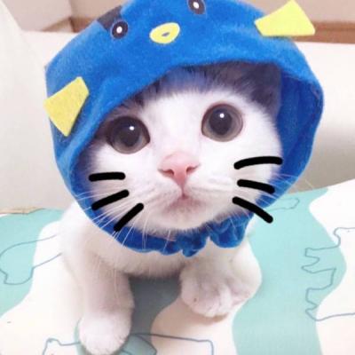 小猫可爱头像 5