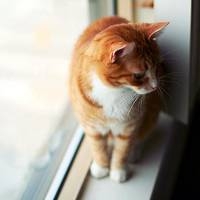 猫猫头像大全可爱