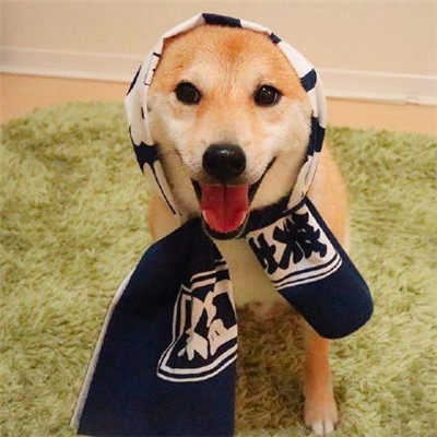 狗头头像柴犬 3